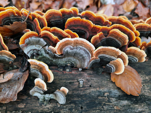 bella immagine di funghi multicolori in un tronco nel bosco