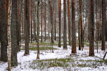 Naklejka premium pine forest at the winter beginning