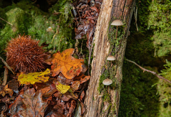 Mushrooms