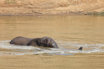 Fototapeta premium Afrikanischer Elefant im Mphongolo River/ African elephant in Mphongolo River / Loxodonta africana
