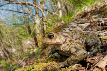 Common toad (Bufo bufo) in its habitat in the Ligurian Appennines, Italy.