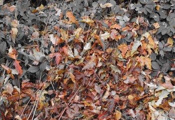 Kompostieren - herbstlich verfärbte Blätter am Sammelplatz