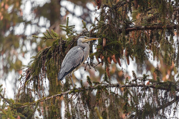 great blue heron on branch