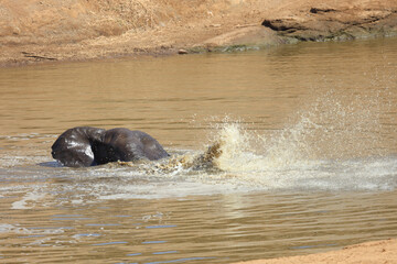 Fototapeta premium Afrikanischer Elefant im Mphongolo River/ African elephant in Mphongolo River / Loxodonta africana