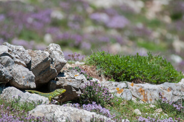 Ocellated lizard (Timon lepidus) male in its habitat, Italy.