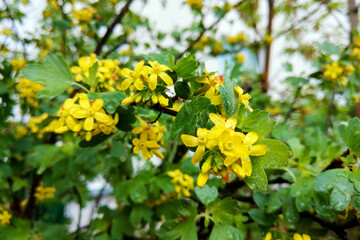 Tutsan hypericum herbal plant blossoming in a field in summer.