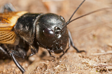 European field cricket (Gryllus campestris), Liguria, Italy.