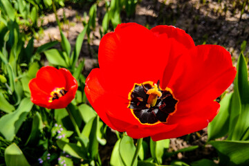 Closeup top view of a tulip in spring or summer, nature background.