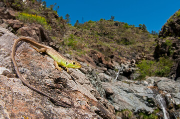 Western green lizard (Lacerta bilineata) juvenile in its habitat, Italy.