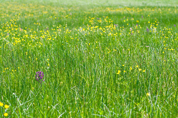 Green-winged orchid (Anacamptis morio), Italy.