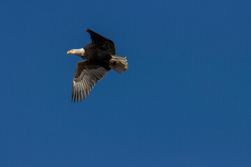 Bald Eagle in Eleven Mile Canyon