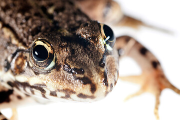 Balkan frog (Pelophylax kurtmuelleri) on white background, Italy
