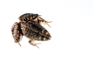 Balkan frog (Pelophylax kurtmuelleri) on white background, Italy
