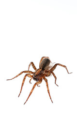 Wolf spider (Trochosa sp.) on white background, Italy.