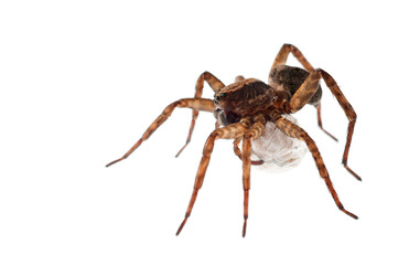 Wolf spider (Trochosa sp.) on white background, Italy.