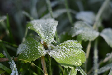 The grass covered with frost at the beginning of winter