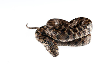 Obraz premium Viperine water snake (Natrix maura) juvenile on white background, Italy.