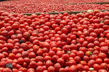 Tomatoes background. Group of fresh harvested tomatoes.