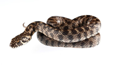 Viperine water snake (Natrix maura) juvenile on white background, Italy.