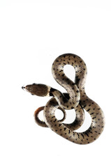 Barred grass snake (Natrix helvetica) juvenile on white background, Italy.