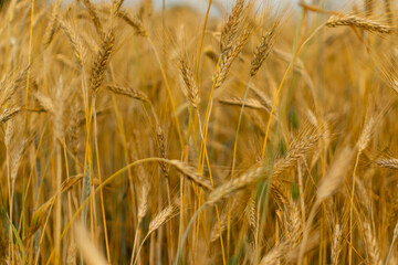 Wheat Field Texture Background with Ripening Ears
