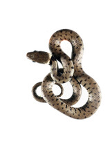 Obraz premium Barred grass snake (Natrix helvetica) juvenile on white background, Italy.