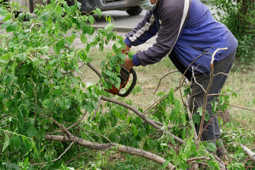 A worker in a protective medical mask saws off branches from a tree broken by a storm or hurricane and falling on the asphalt. Workers during a pandemic - obrazy, fototapety, plakaty