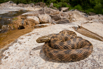 Viperine water snake (Natrix maura) in its habitat, Liguria, Italy.