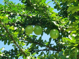 Calebasses sur calebassier