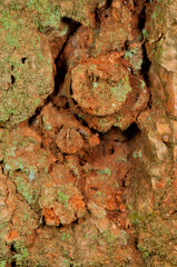 Trapdoors of trapdoor spiders, italy.