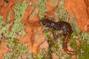 Fototapeta premium North-west Italian cave salamander (Hydromantes strinatii) in a cave in Liguria, Italy.