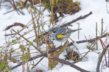 Yellow Rumped Warbler in a Snowy Forest