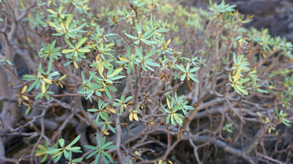 Balsam spurge or Euphorbia balsamifera close-up, Montaña Pelada, Tenerife, Canary Islands, Spain    