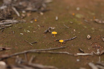 Interesting tiny yellow toadstools growing on dirt ground