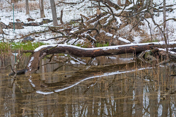 Snowy Reflections in a Forest Pond
