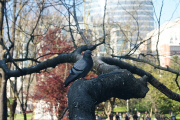 Naklejka premium paloma posada