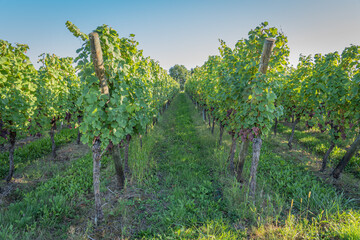 Fototapeta na wymiar Heiligenstein, France - 09 20 2019: Bunches of grapes along the wine route at sunset
