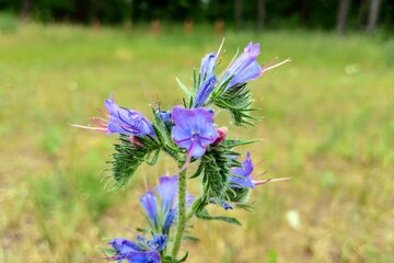 View of bright wildflowers or plants, nature background.