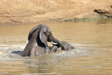 Afrikanischer Elefant im Mphongolo River/ African elephant in Mphongolo River / Loxodonta africana.