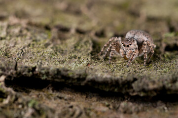 Jumping spider (Aelurillus v-insignitus) female.