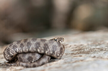 Viperine water snake (Natrix maura) juvenile, Apennines, Italy.