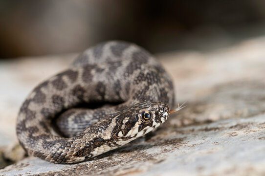 Viperine water snake (Natrix maura) juvenile, Apennines, Italy.