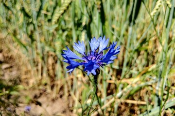 Blue knapweed flowers with selective focus and blurred leaves on background. Beautiful wild bluet flower on a sunny meadow. Seasonal summer flowers.
