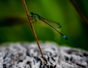 dragonfly on a branch