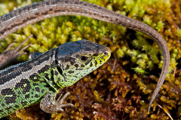 Sand lizard (Lacerta agilis) male, Italian alps.