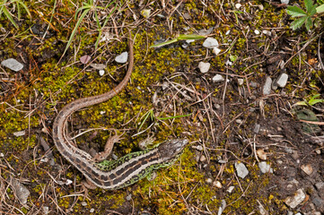 Portrait of a Sand lizard (Lacerta agilis) male, italian alps, Italy.