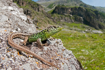 Sand lizard (Lacerta agilis) male in its habitat in the italian alps, Italy.