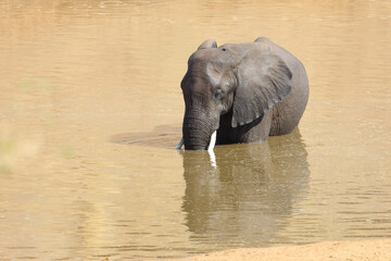 Afrikanischer Elefant im Mphongolo River/ African elephant in Mphongolo River / Loxodonta africana