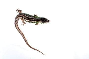 Sand lizard (Lacerta agilis) male on white background, italian alps, Italy.