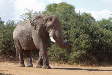 Afrikanischer Elefant / African elephant / Loxodonta africana